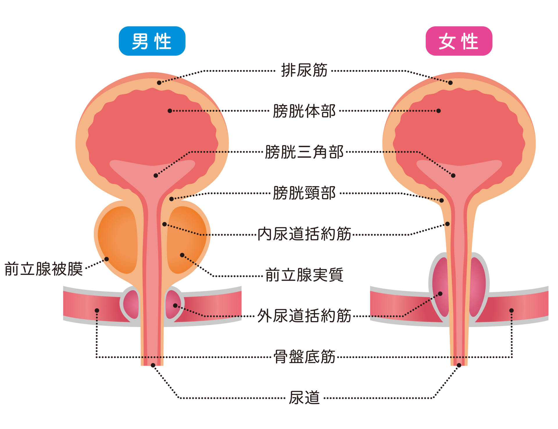 慢性期医療における排尿障害と不必要な尿道カテーテル留置による問題 良質な慢性期医療が日本を強くする 慢性期 Com